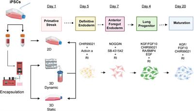 Differentiation of human induced pluripotent stem cells into functional lung alveolar epithelial cells in 3D dynamic culture